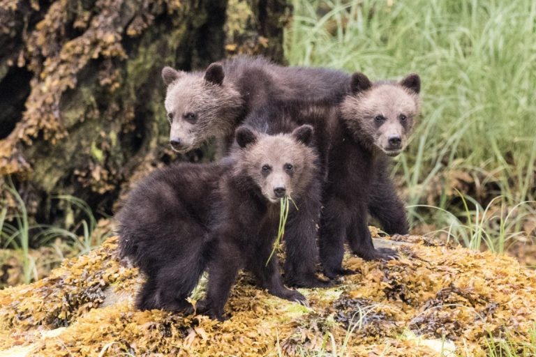 Prince Rupert Prince Rupert