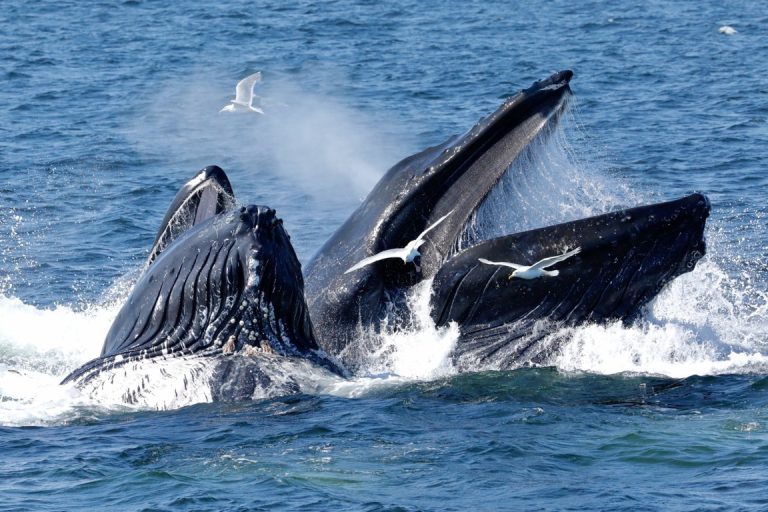 Prince Rupert Prince Rupert