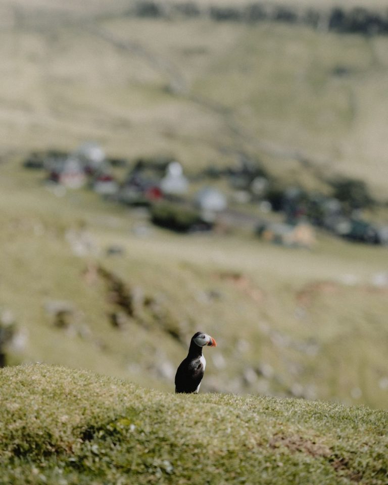 Puffin near village of Mykines