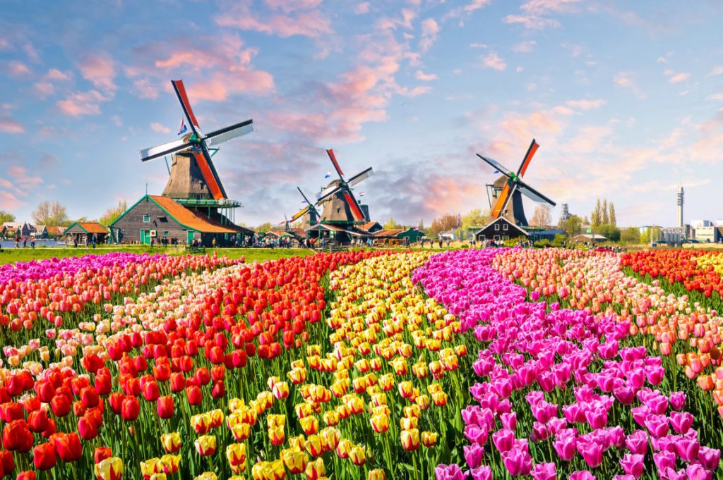 Scenic Group: Die Magie der Tulpensaison