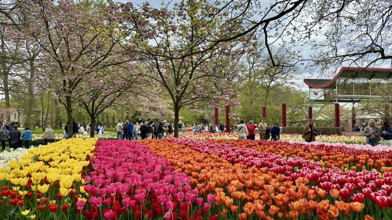 Keukenhof attraction for all kind of visitors including river cruise guests Keukenhof attraction for all kind of visitors including river cruise guests