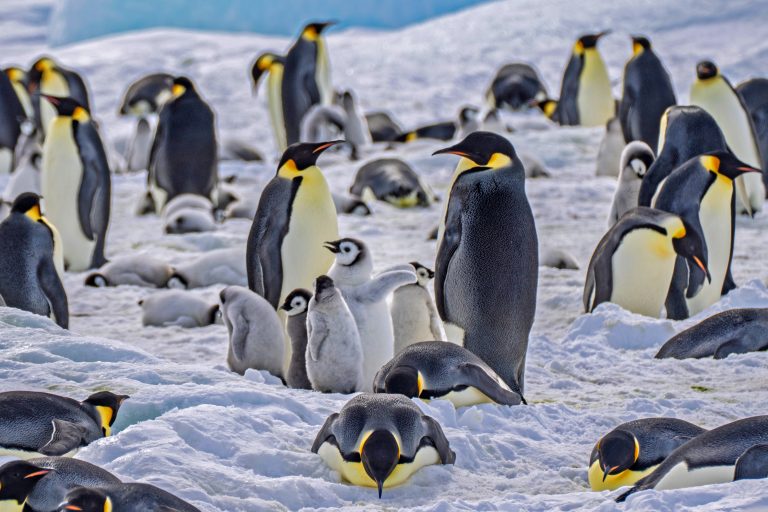 Snow Hill Island- Scenic Eclipse- Antarctica_ Nacho Gutierrez -14 -25-11-06_1