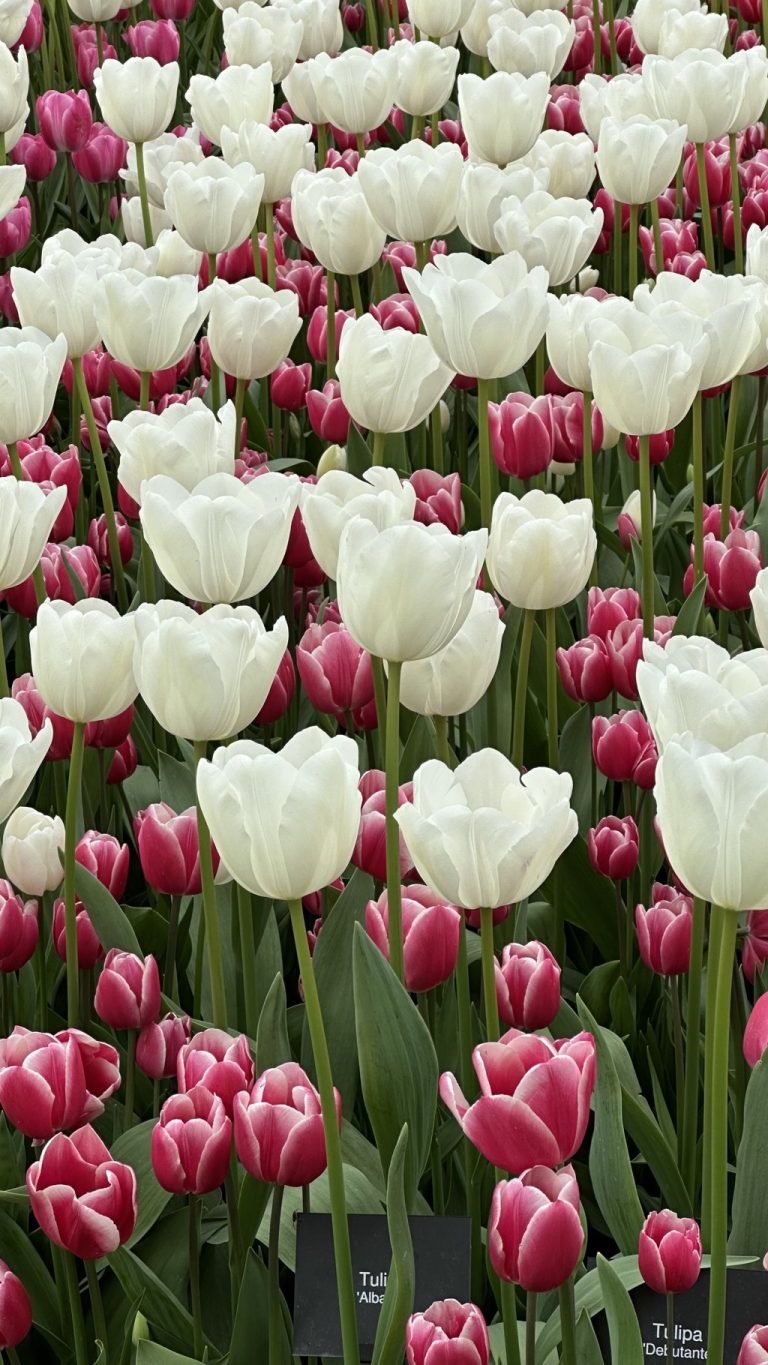Tulip variations at Keukenhof