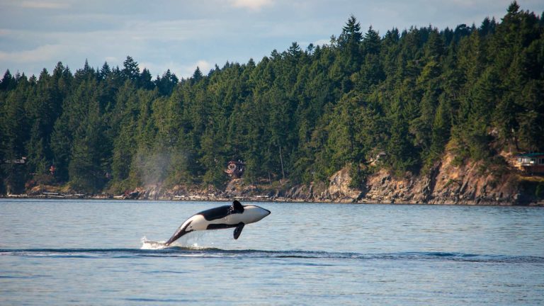 Whale_passage_Windstar