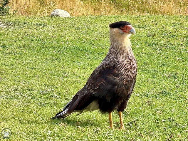 Chimango Caracara Chimango Caracara