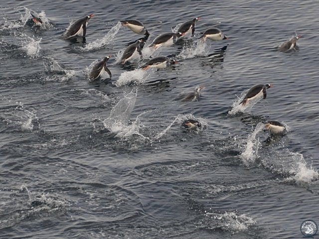 Gentoo Penguins Gentoo Penguins