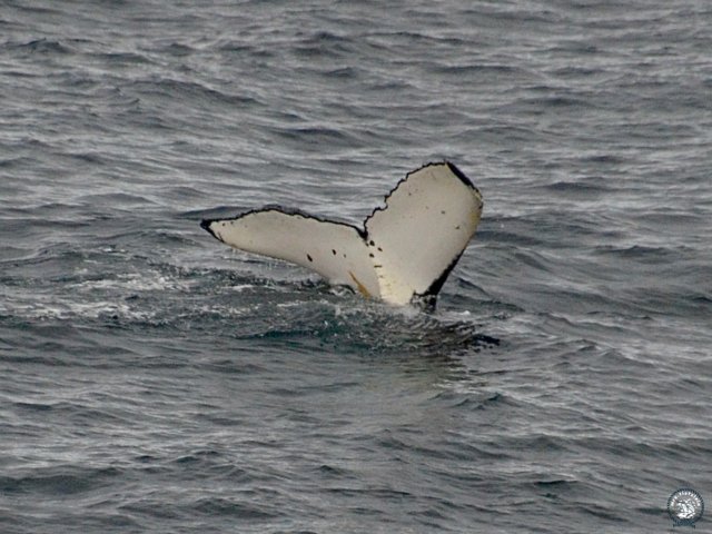 Humpback whale Humpback whale