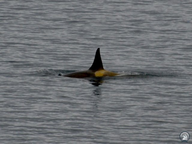 Orca Orca
